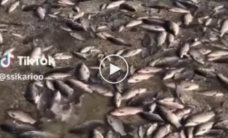 In the village of Maryanskoe, Dnepropetrovsk region, a massive fish kill due to the consequences of the explosion of the dam of the Kakhovskaya hydroelectric power station