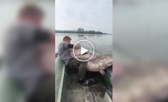 Польские рыбаки поймали огромного сома