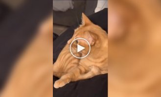 Рыжий кот вспомнил свою прошлую жизнь