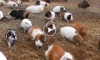 Как звучат несколько сотен морских свинок