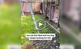 A dog is trying to find his cat friend who recently died.