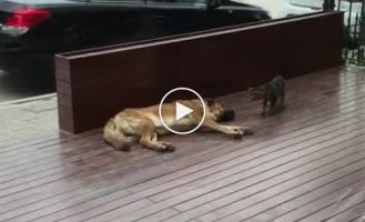 The cat tested the strength of the sleeping dog's nerves