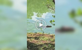 Птица проплыла реку верхом на капибаре