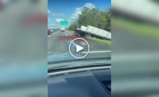 В США раки расползлись по дороге после ДТП