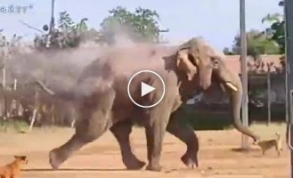 An elephant, while robbing a private home, stumbled upon dogs and barely escaped