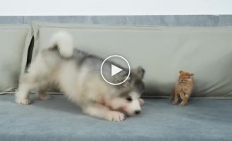 Дружба без границ: Смешной щенок и маленький котенок