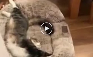 A dog complains and asks to take this cat from its lounger