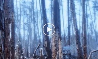 Combat work of the crew of the Ukrainian T-64BV tank in the Kremensky forest in the Lugansk region