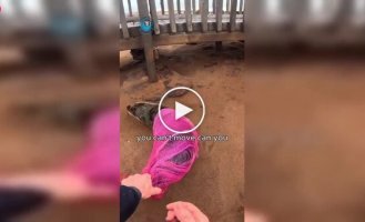 У Намібії врятували морського лева, що застряг у рибальській мережі