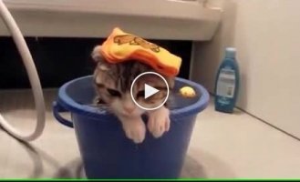 Котенок грустно задумался о жизни