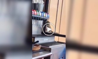 Белку потянуло на сладкое