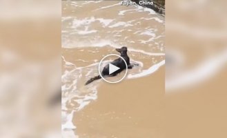 Очевидцы спасли кошку, упавшую в море