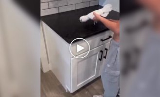 Попугай пародируют звук работы пульверизатора