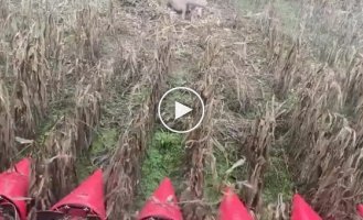Unexpected find of a farmer in the field