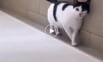 A cat walk with an unexpected ending