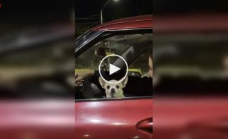 «Там не одна собака»: автомобиль оказался полон чихуахуа