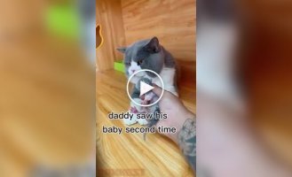 Реакция кота на своего детеныша