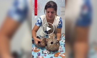 Brazilian firefighters rescued a giant nightjar