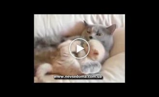 Позитивные котята