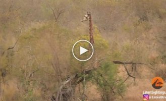 Жираф отбился от восьми голодных львиц