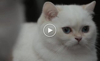 Забавная реклама автомобиля