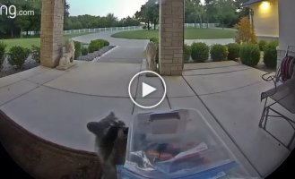 The raccoon stole the treat intended for the courier