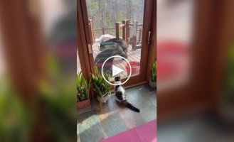 Страшнее кошки зверя нет