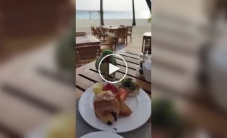 Parrot stole part of a tourist's breakfast