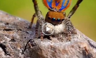 Graceful mating dance of the spider Maratus clupeatus