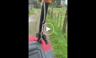 Wildlife and tractor driver