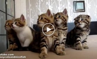 Танцующие котята