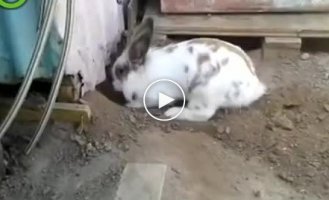 Кролик спас своего товарища и выкопал ему подкоп