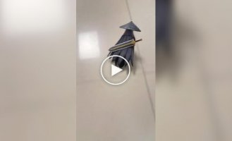 Забавный костюм для попугая