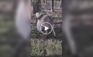 A donkey from the Russian army dropped his cargo and is trying to escape from the Russians
