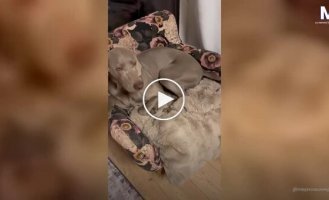 Четвероногие «разрушители»: собаки разорвали кровать в доме