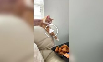 “She grabbed onto it herself!”: a cunning cat stole a chicken from the table under the guise of stretching