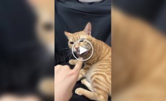 The girl accidentally broke her cat