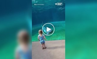 Unusual Encounter: Little Girl and Dolphin