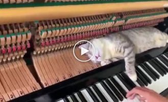 Кот решил вздремнуть на фортепиано, пока на нем играл хозяин