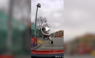 Пес несколько минут мешал автомобилю проехать