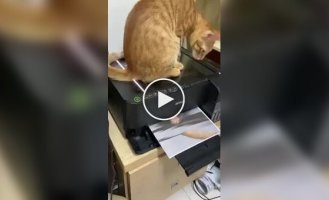 Кіт відсканував і роздрукував своє зображення