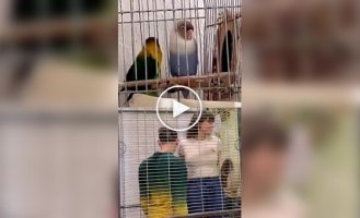 Everything is like people: a funny parody of the courtship of a parrot