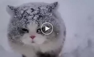 The reaction of cats to snow is priceless