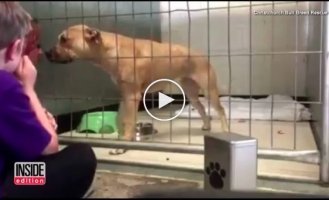 This dog was in terrible depression and barely moved, but a child came to him at the shelter