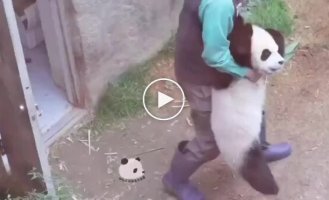 Маленькая панда злится
