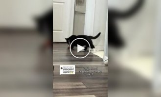 Кот придумал себе игру