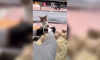 Кот пришел без денег, но его накормили