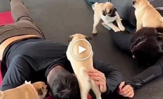 We love this kind of yoga with dogs
