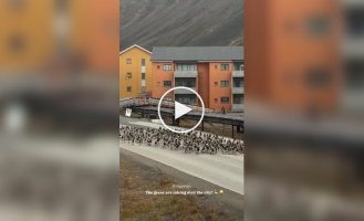 Сходка диких гусей на трассе в Шпицбергене