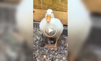 Refreshing shower for ducks